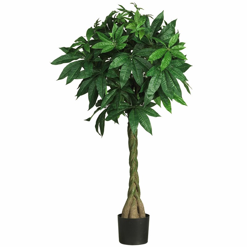 Darby Home Co Braided Money Tree in Pot & Reviews Wayfair